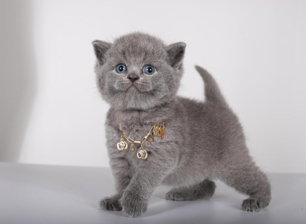 Multik British Shorthair Male (Available) $2700