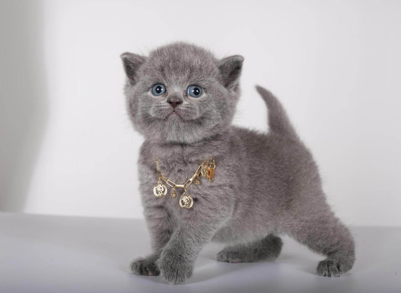 Multik British Shorthair Male (Available) $2700