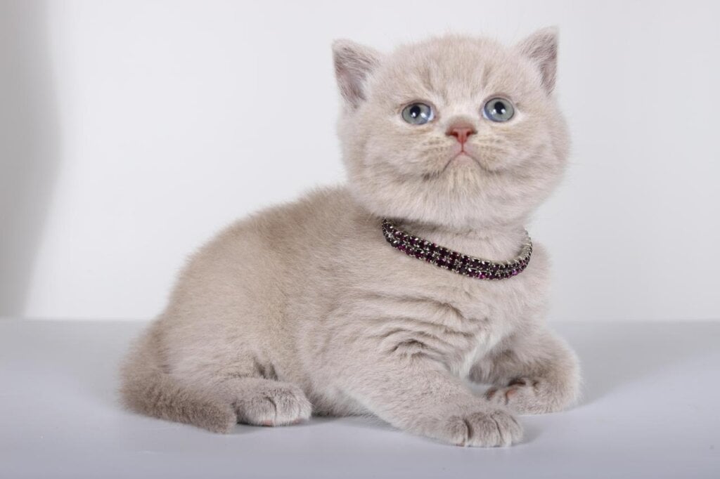 Lolla British Shorthair Female (Available) $2450