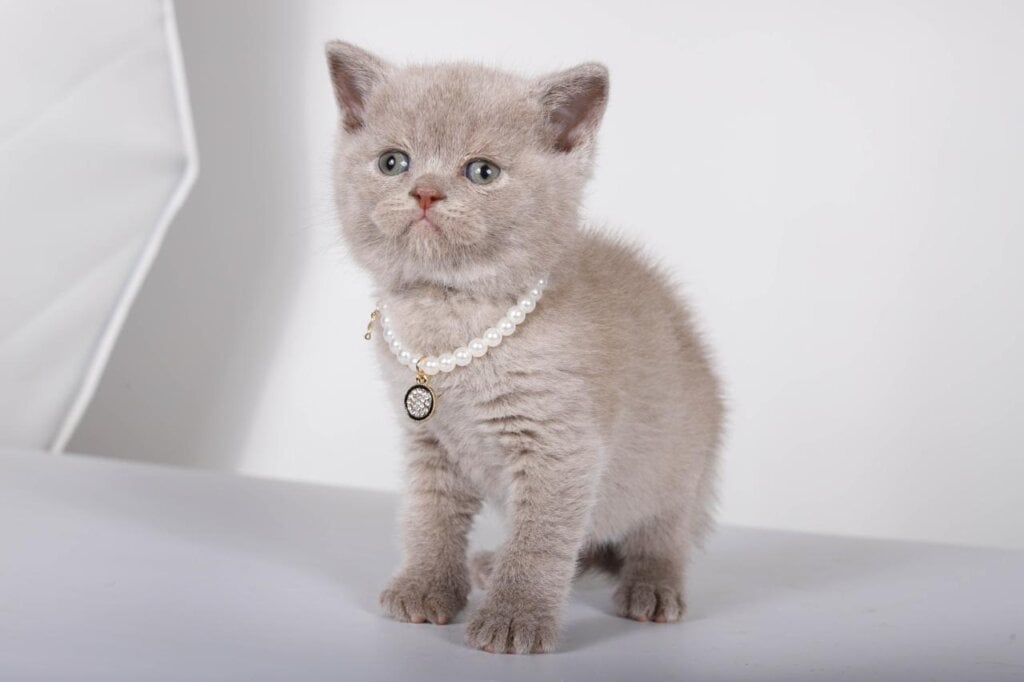 Saymon British Shorthair Male (Available) $2400