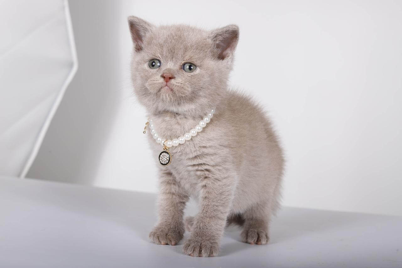 Saymon British Shorthair Male (Available) $2400