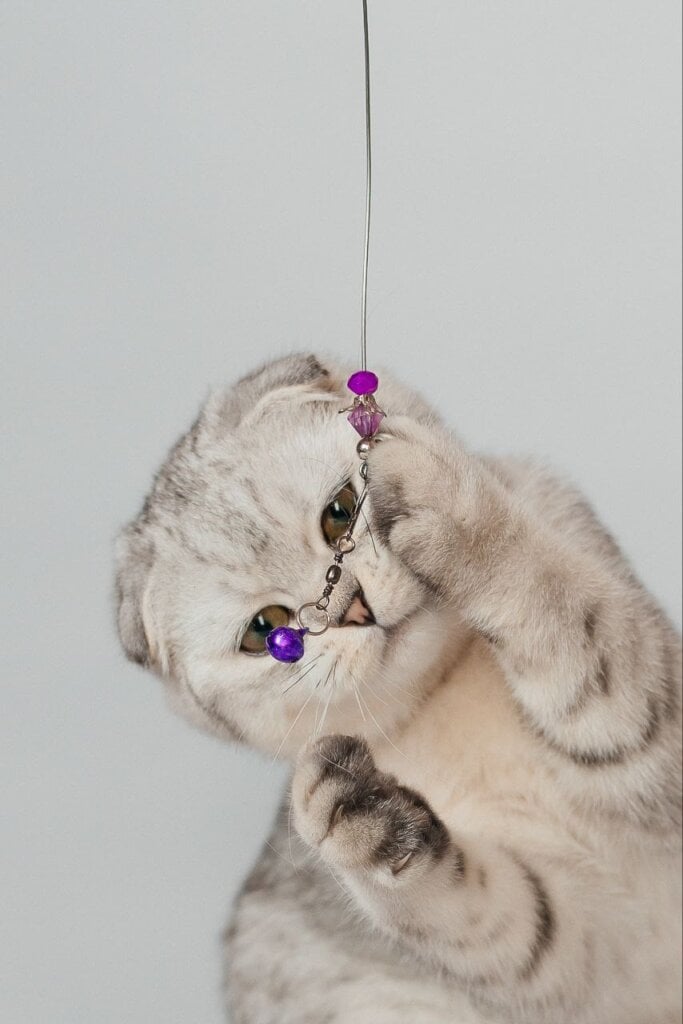 Porche Scottish Fold Male (Available) $2650