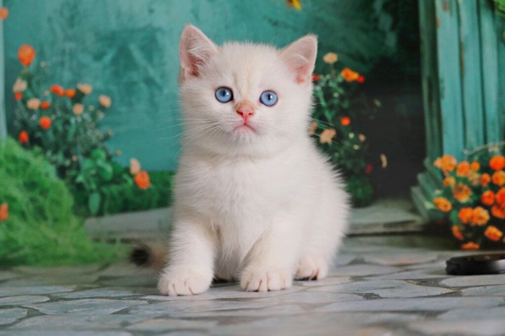 Nickolas British Shorthair Male (Available) $3000