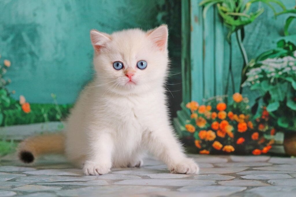 Nancy British Shorthair Female (Available) $2950