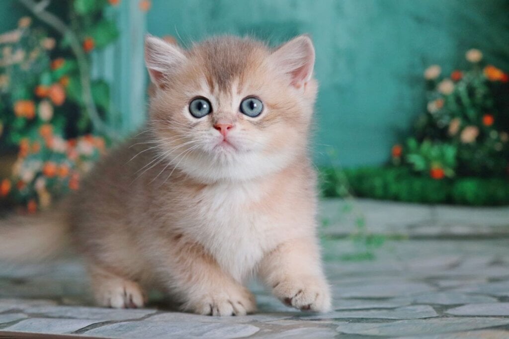 Norman British Shorthair Male (Available) $2850