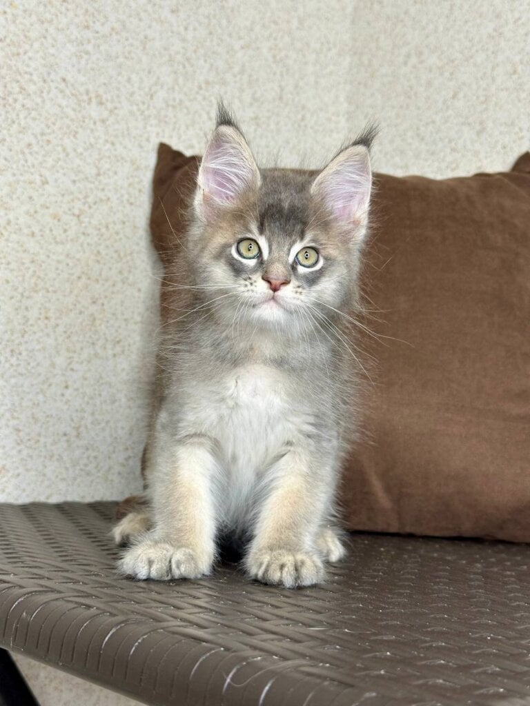 Sapphir Maine Coon Male (Available) $3700