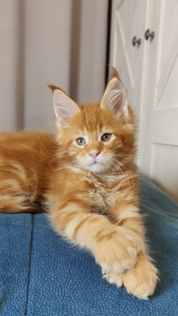 Jaguar Maine Coon POLY Male (Available) $3300