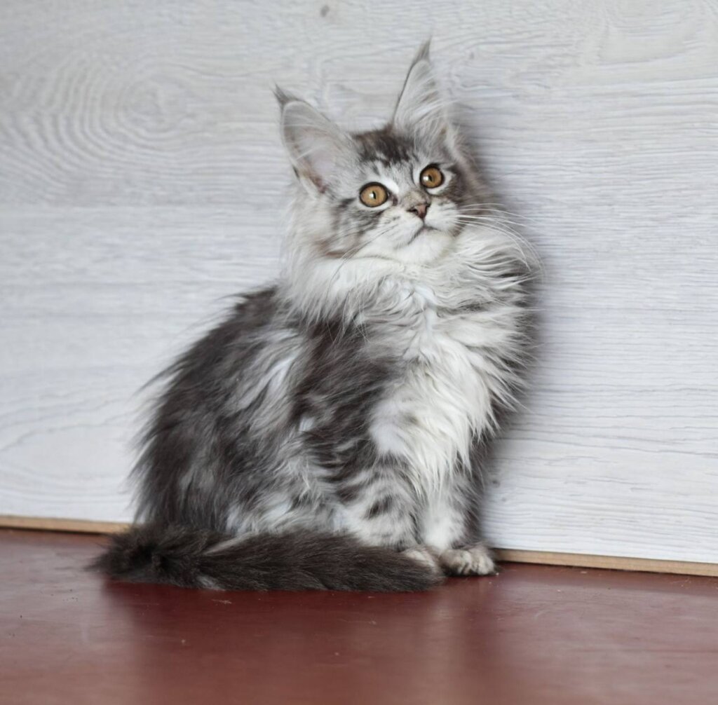 Daisy Maine Coon Female (Available) $2900