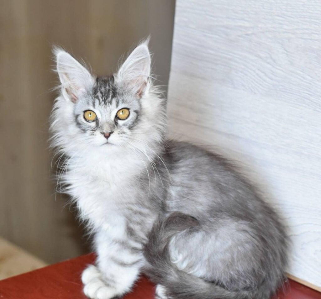 Darling Maine Coon  Male (Available) $2800