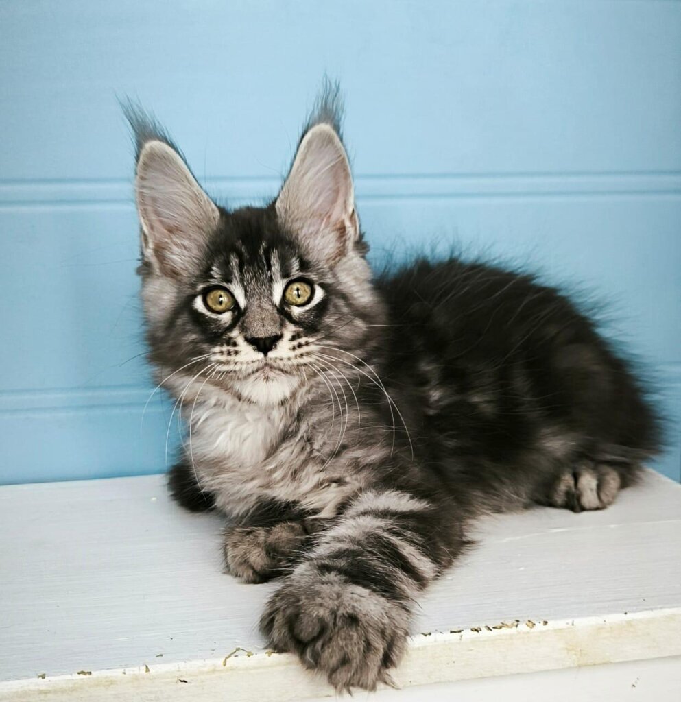 Wrangler Maine Coon POLY Male (Available) $3550