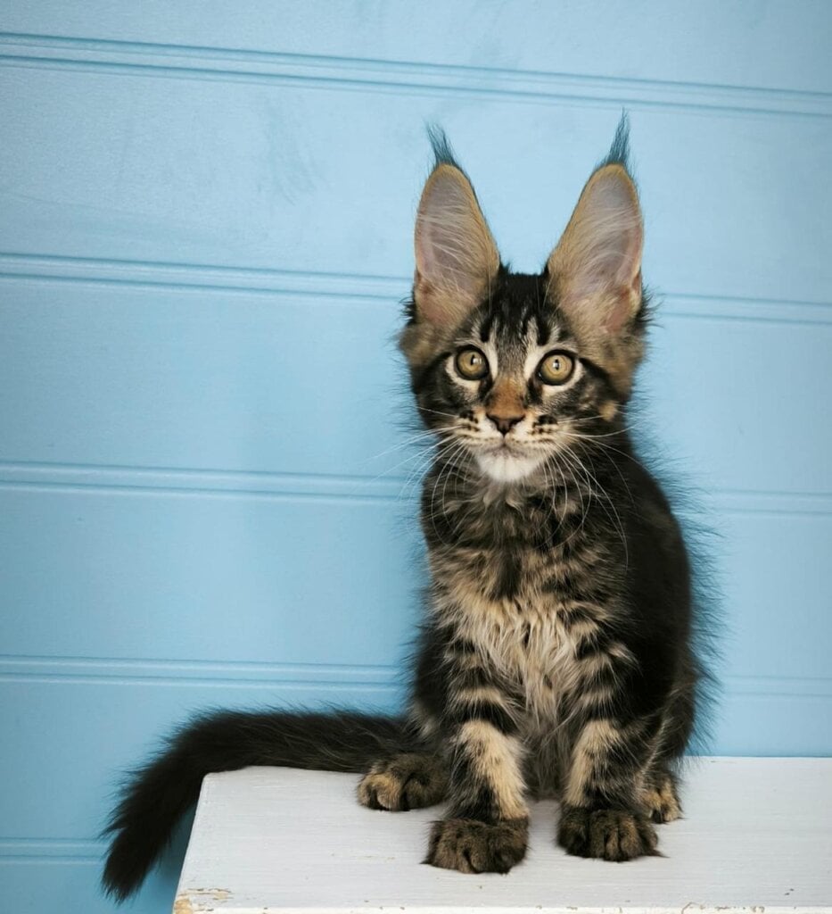 Wiking Maine Coon Male (Available) $3250