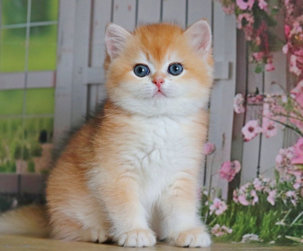 Olivia British Shorthair Female (Available) $2950