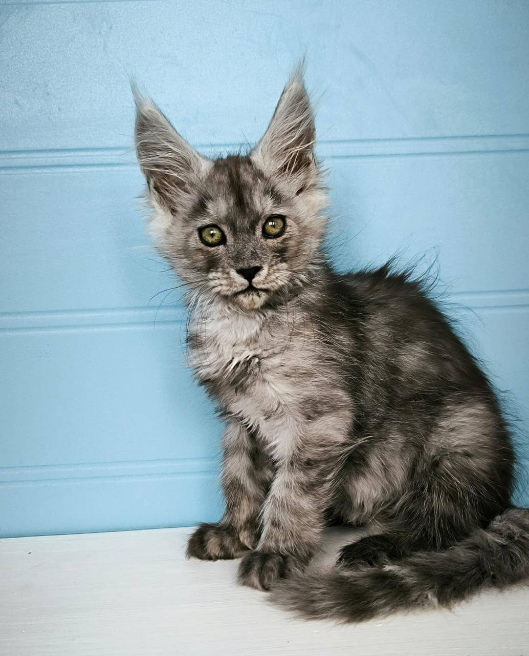 Vassilisa Maine Coon Female (Available) $3250