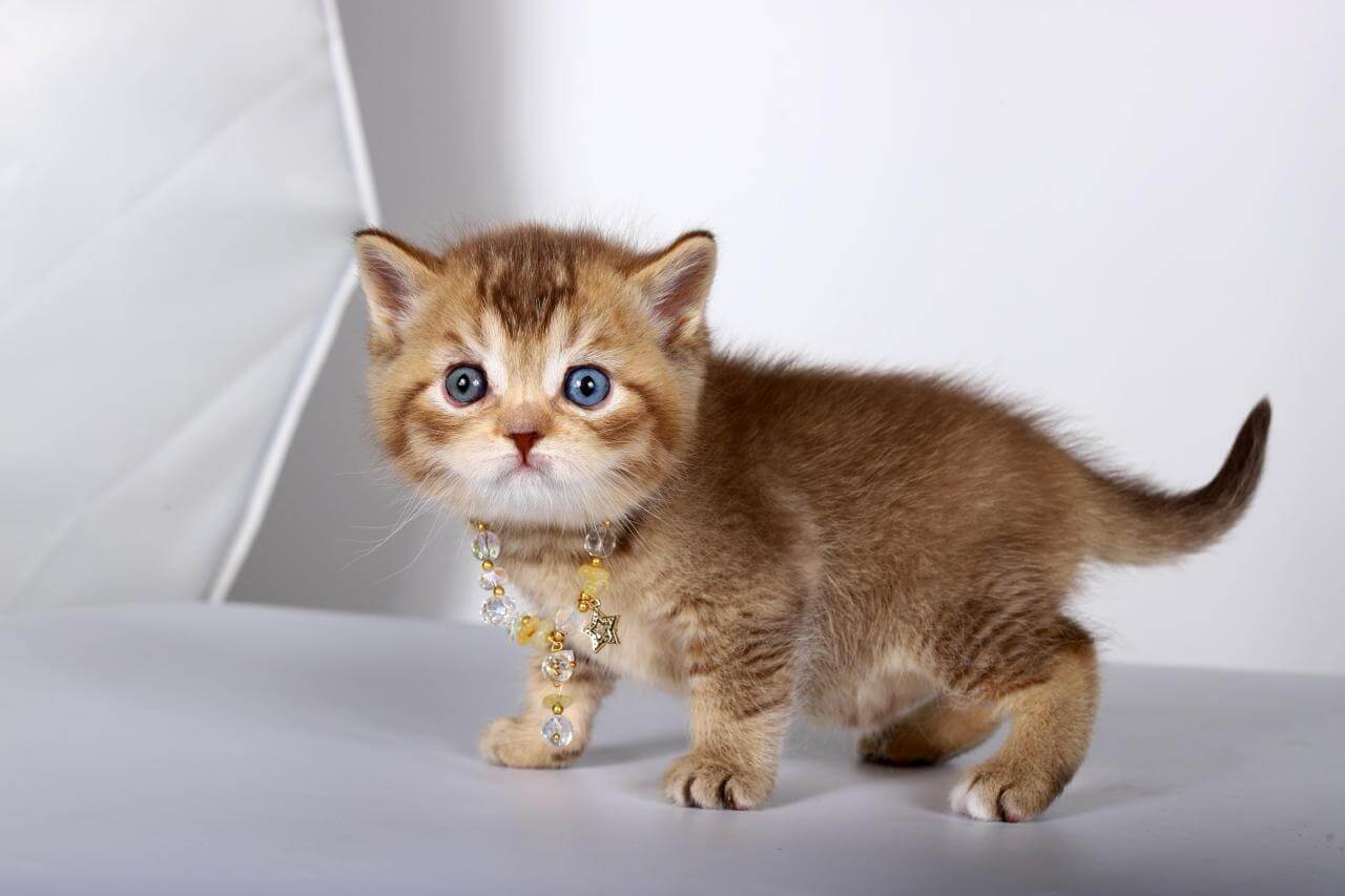 Lux British Shorthair Male (Available) $3600