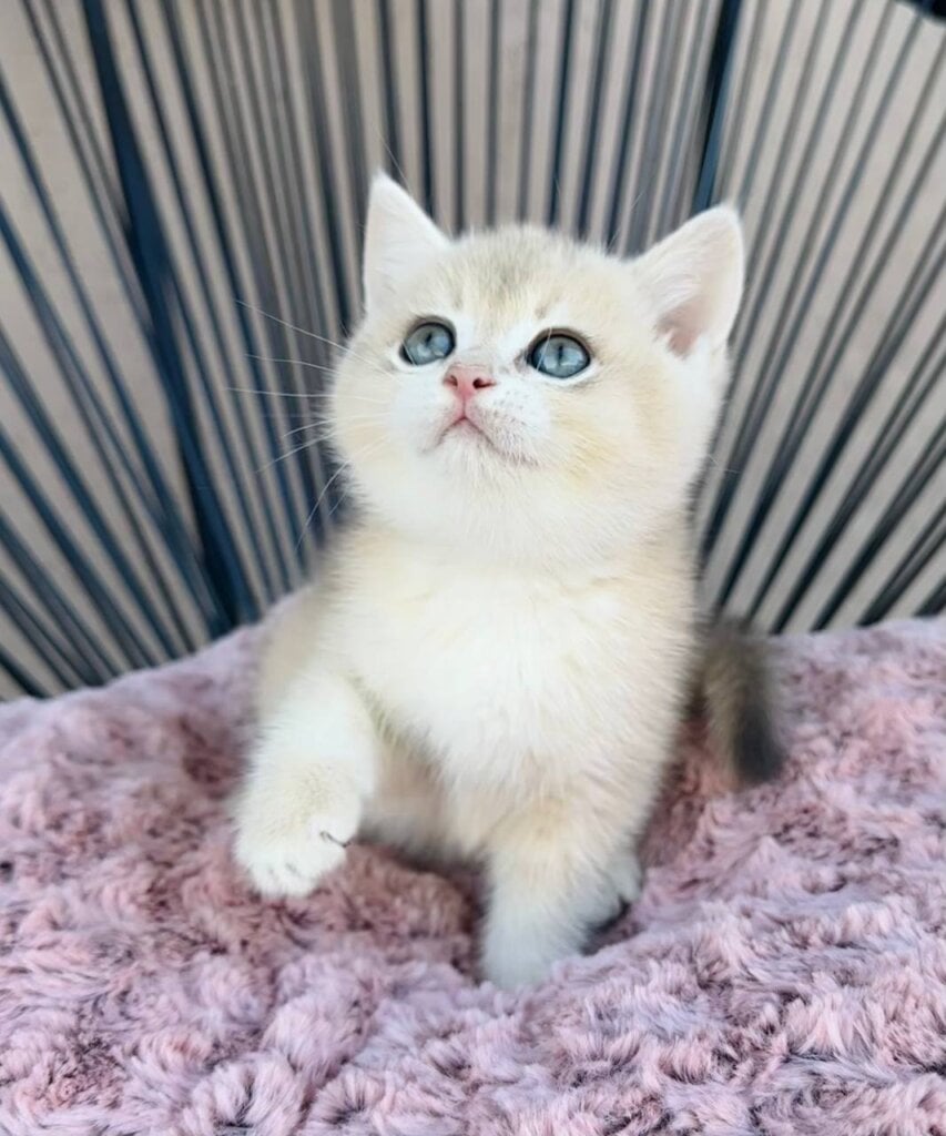 Pearl British Shorthair Female (Available) $2900