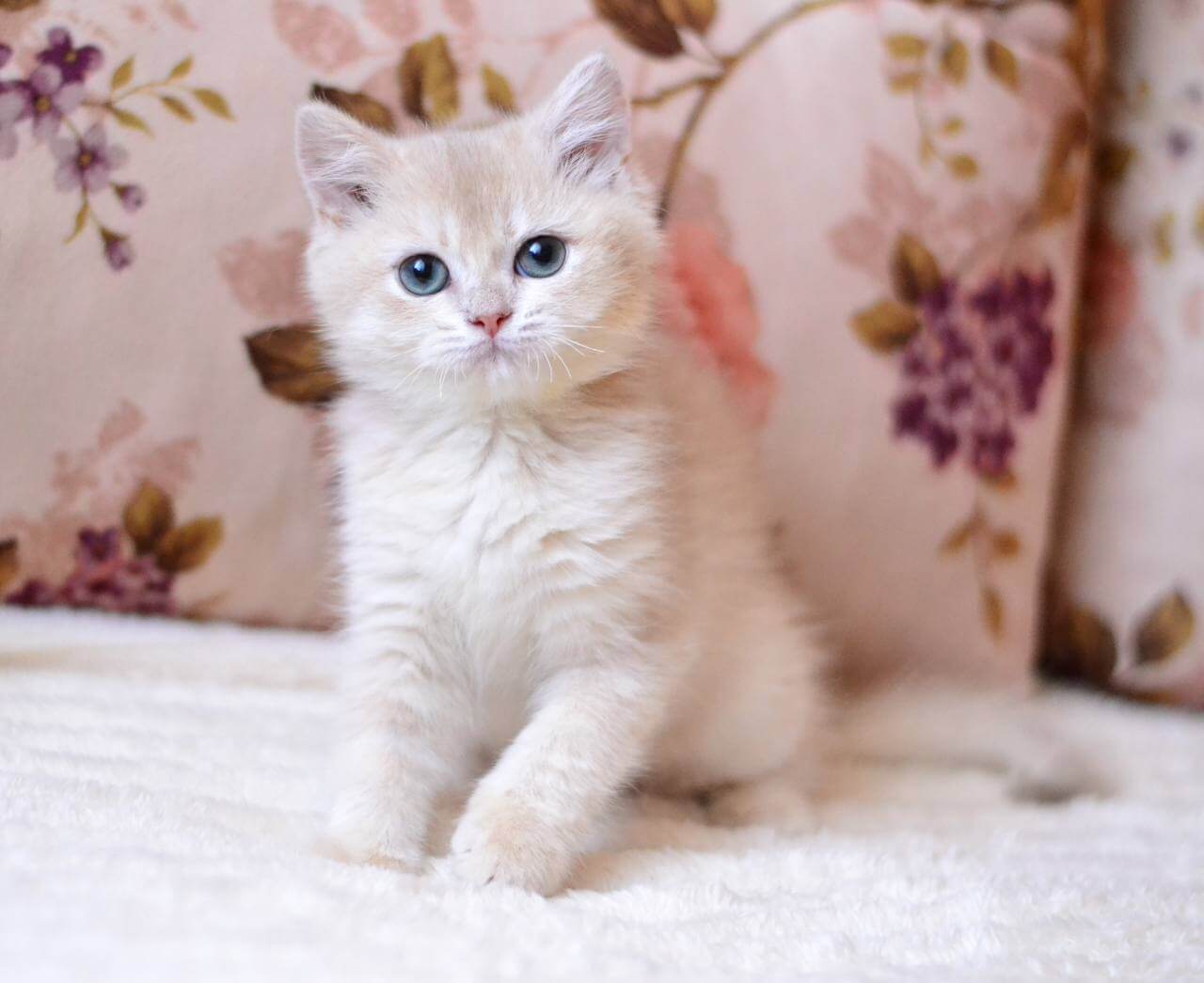 Tiffani British Shorthair Female (Available) $2700