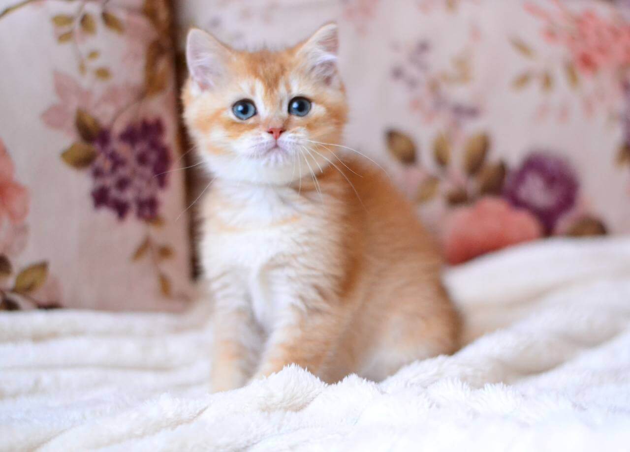 Timmi British Shorthair Male (Available) $2600