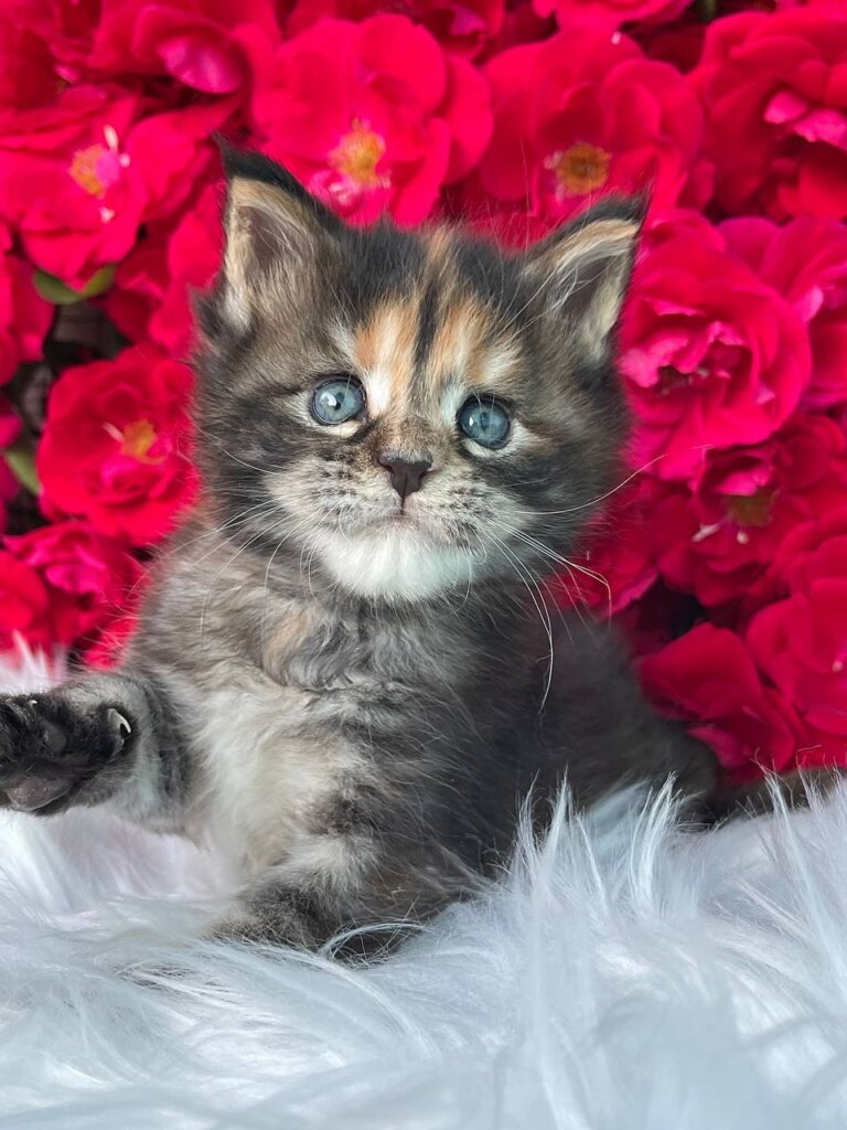 Emma Maine Coon Female (Available) $3200