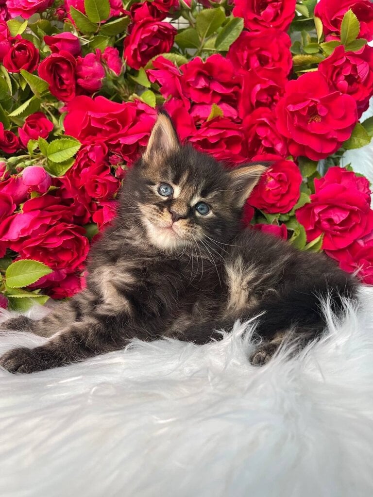 Edgar Maine Coon Male (Available) $3200