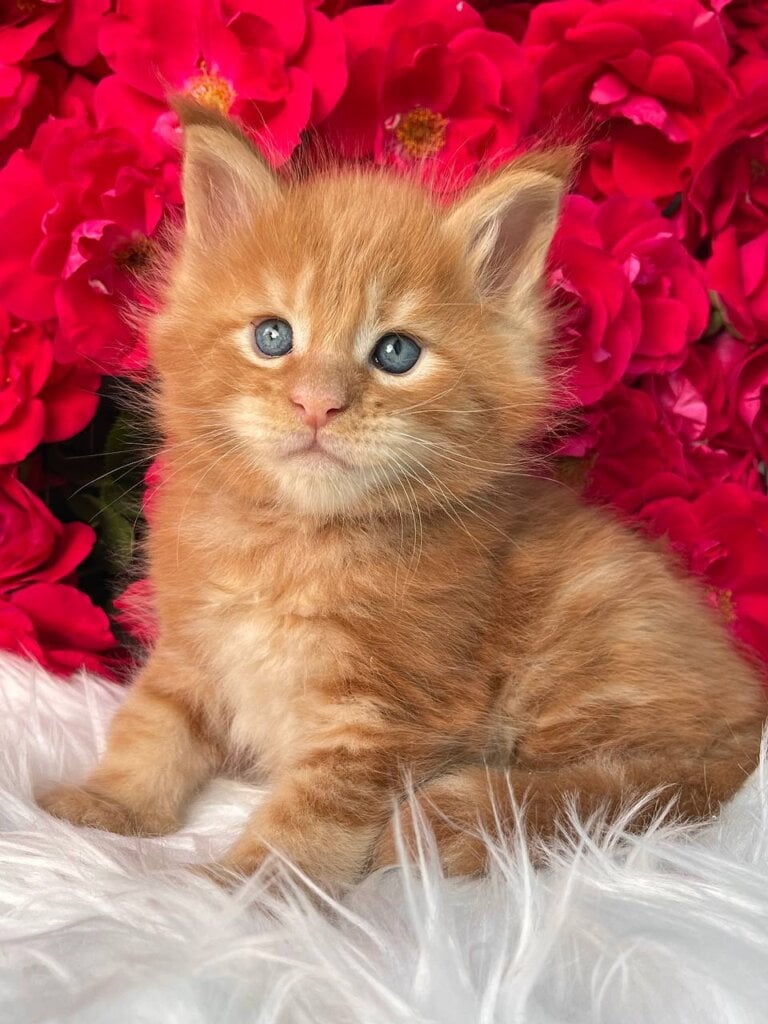 Elton Maine Coon Male (Available) $3200