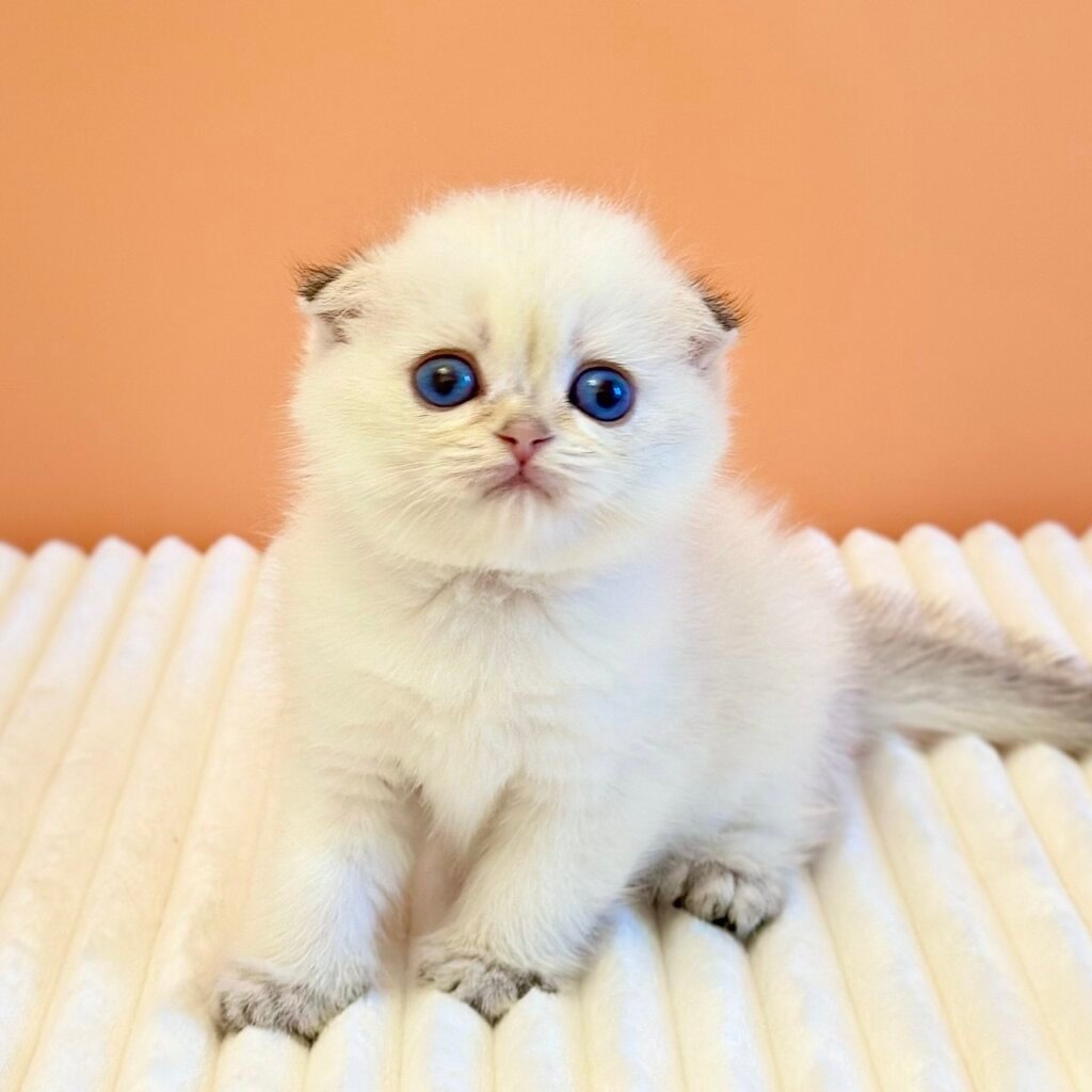 Yasmin Scottish Fold  Female (Available) $3000