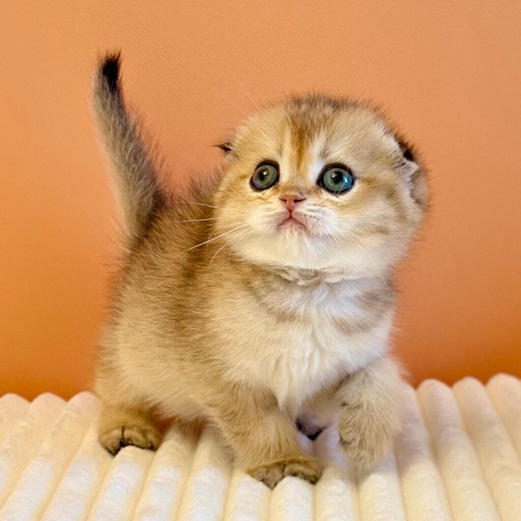 Yumi Scottish Fold Female (Available) $2800