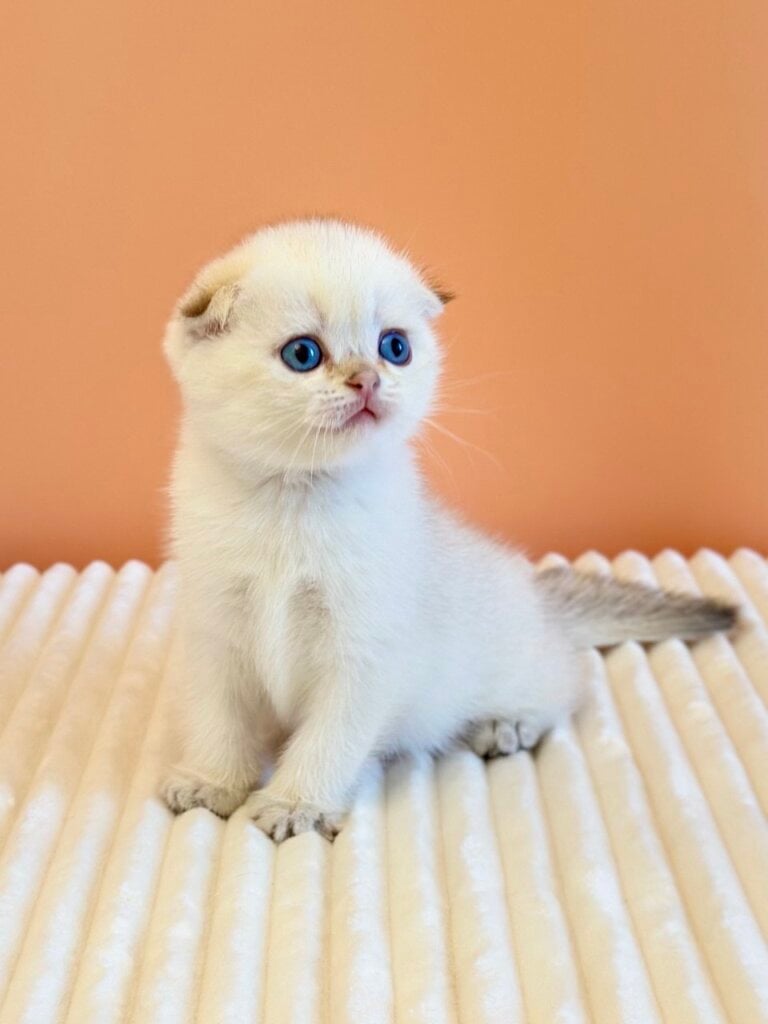 Yoshi Scottish Fold Male (Available) $3000