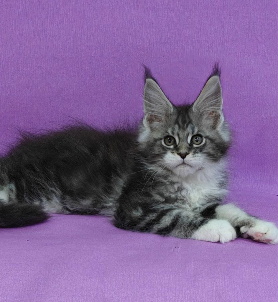 Amour Maine Coon Male (Available) $3100