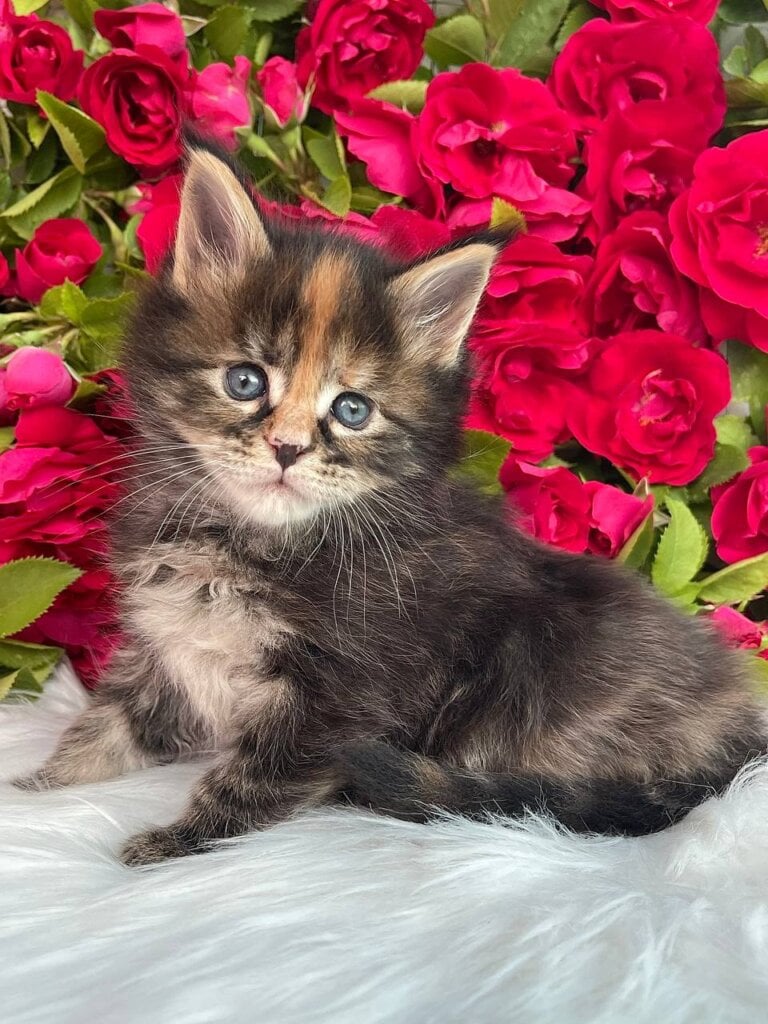 Elmira Maine Coon Female (Available) $3200