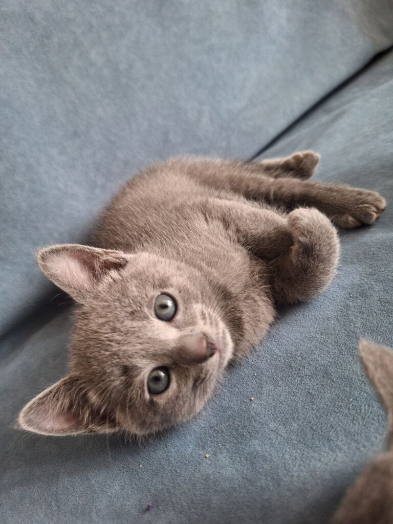 Dream Russian Blue Male (Available) $2850