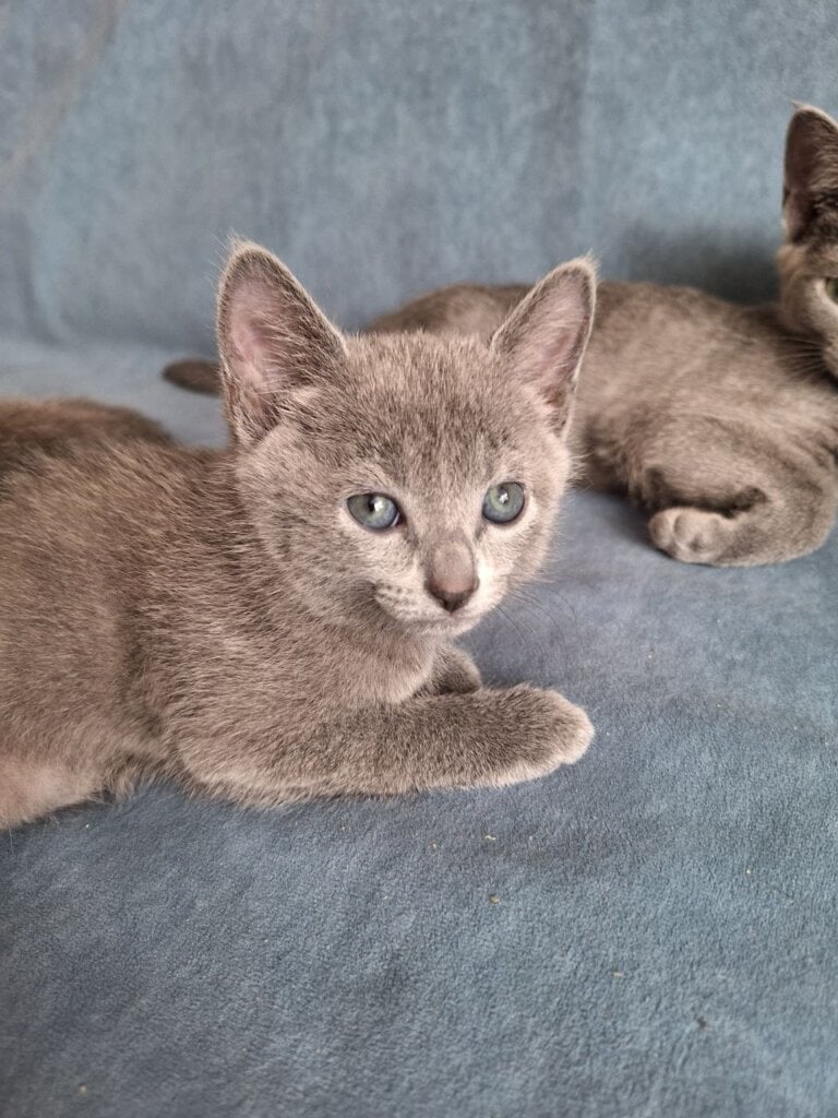 Dinamo Russian Blue Male (Available) $2850
