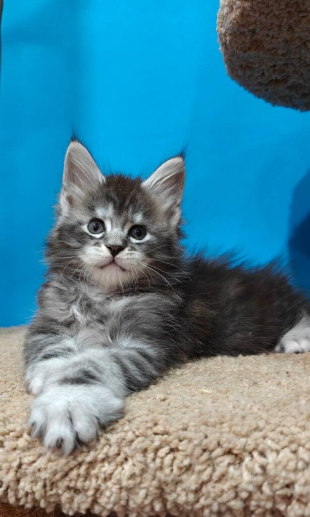 Pretty Maine Coon Male (Available) $3000