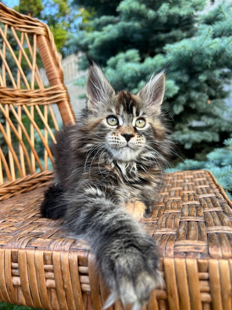 Juna Maine Coon Female (Available) $3100
