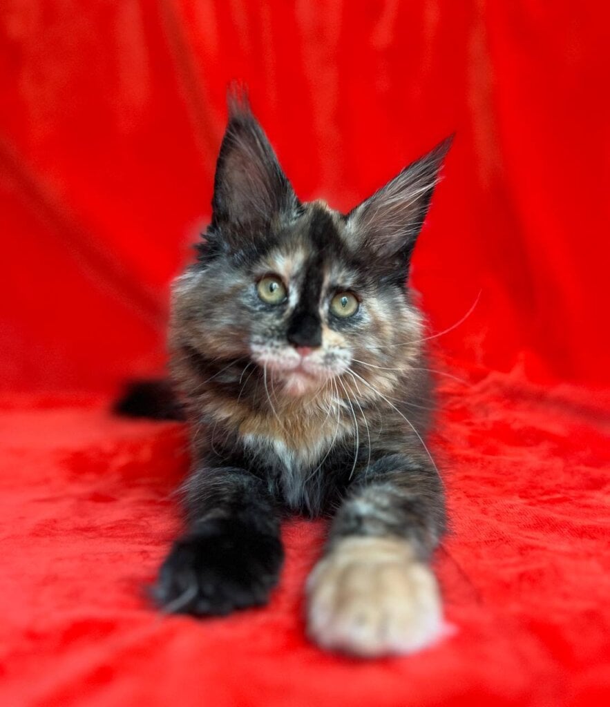 Jolly Maine Coon Female (Available) $3100