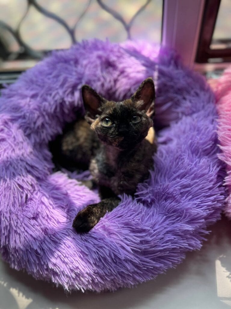 Iris Devon Rex Female (Available) $3000