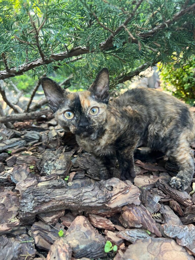 Intriga Devon Rex Female (Available) $3000