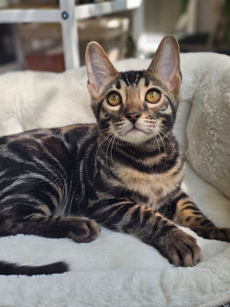 Hermes Bengal Male (Available) $3000