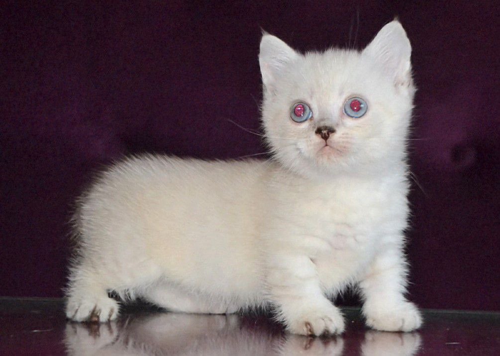 Teddy Munchkin Male (Available) $3700