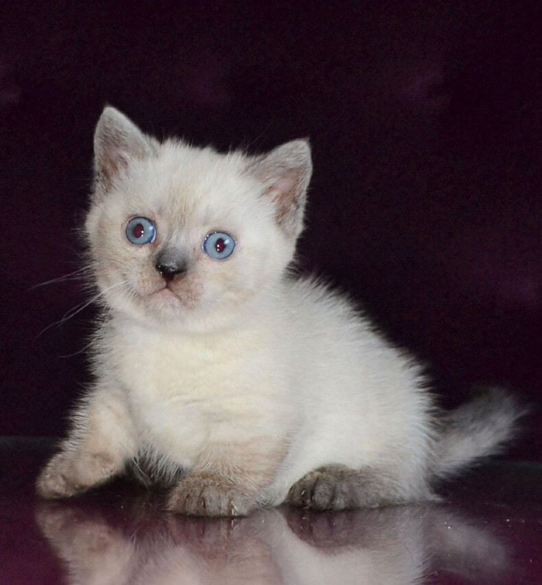 Timmie Munchkin Male (Available) $3700
