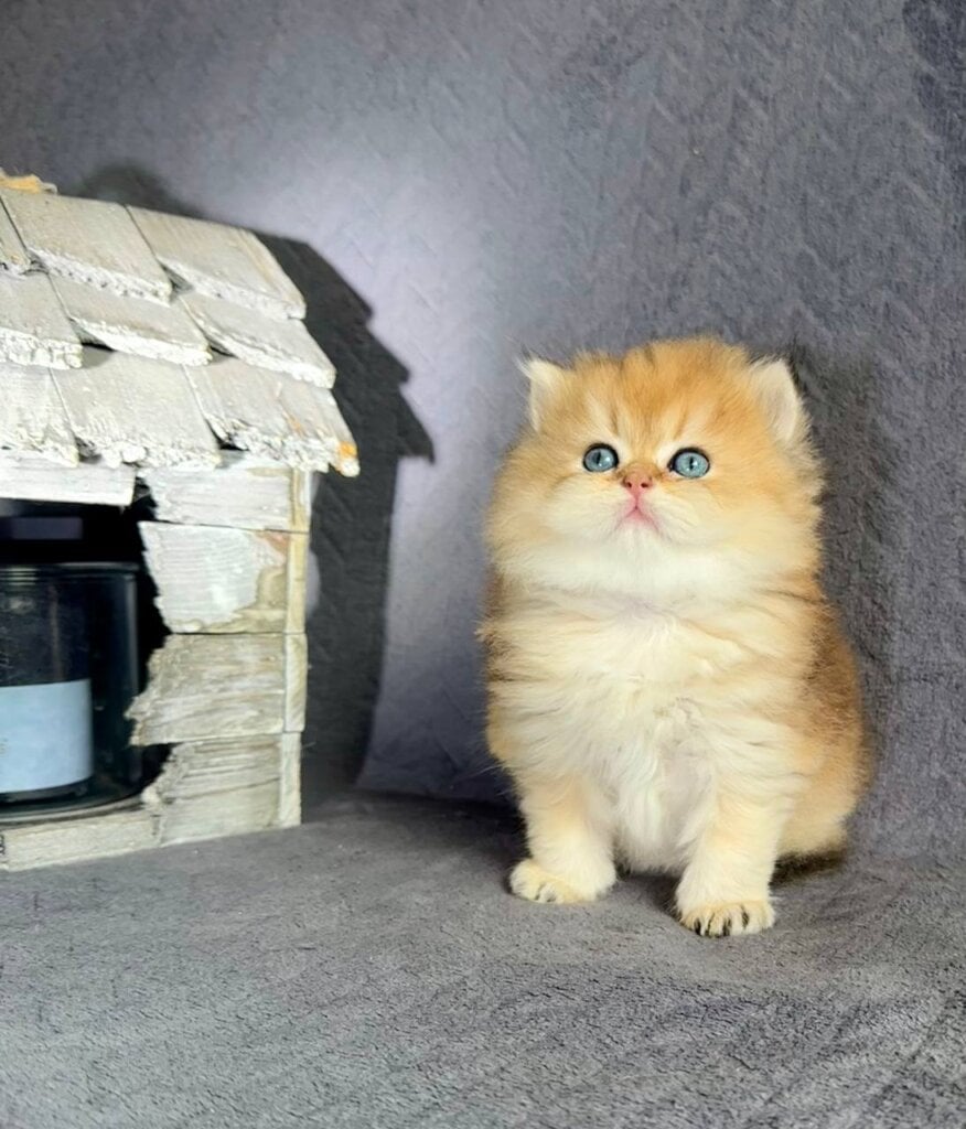 Timothy British Longhair Male (Available) $2900