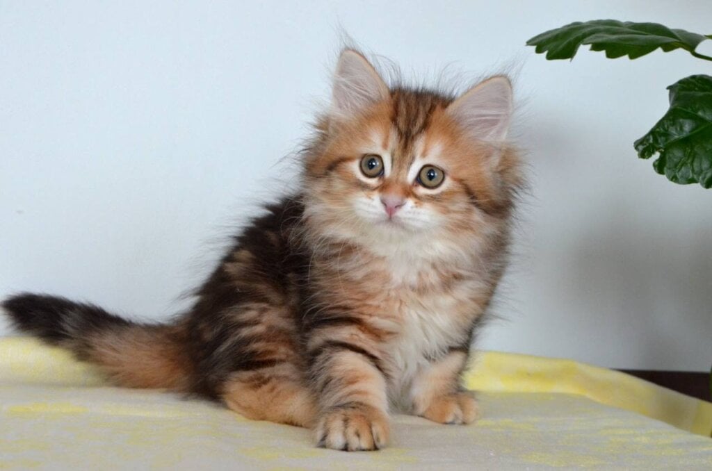 Quince Siberian Male (Available) $3100