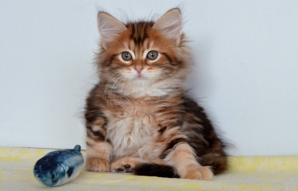 Querty Siberian Male (Available) $3100