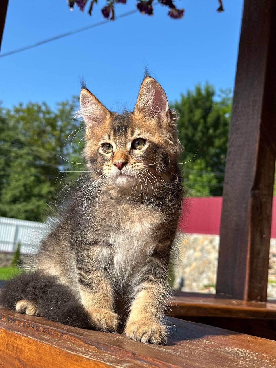 Zagar Maine Coon Male (Available) $2800