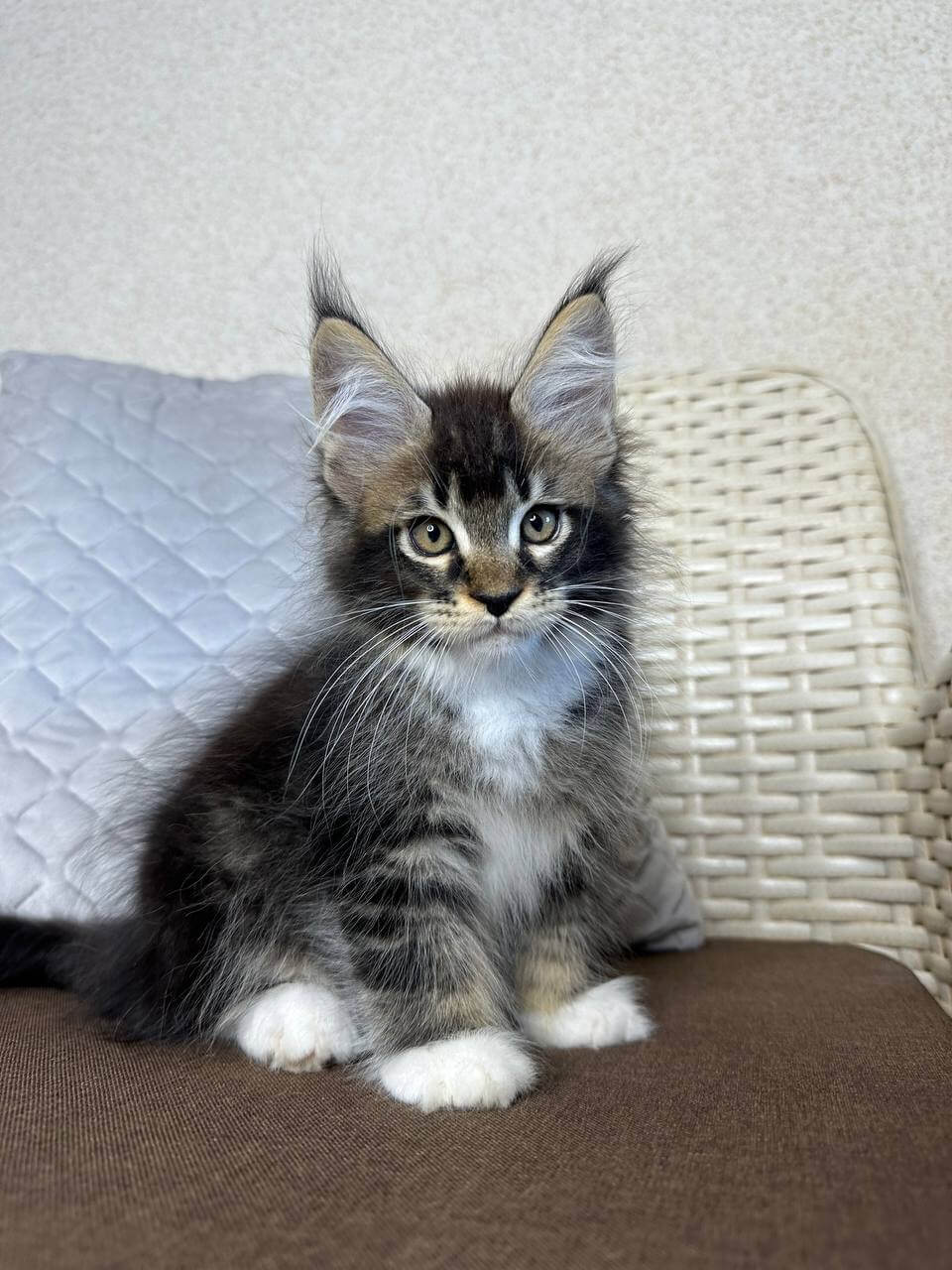 Y’Elront Maine Coon Male (Available) $2900