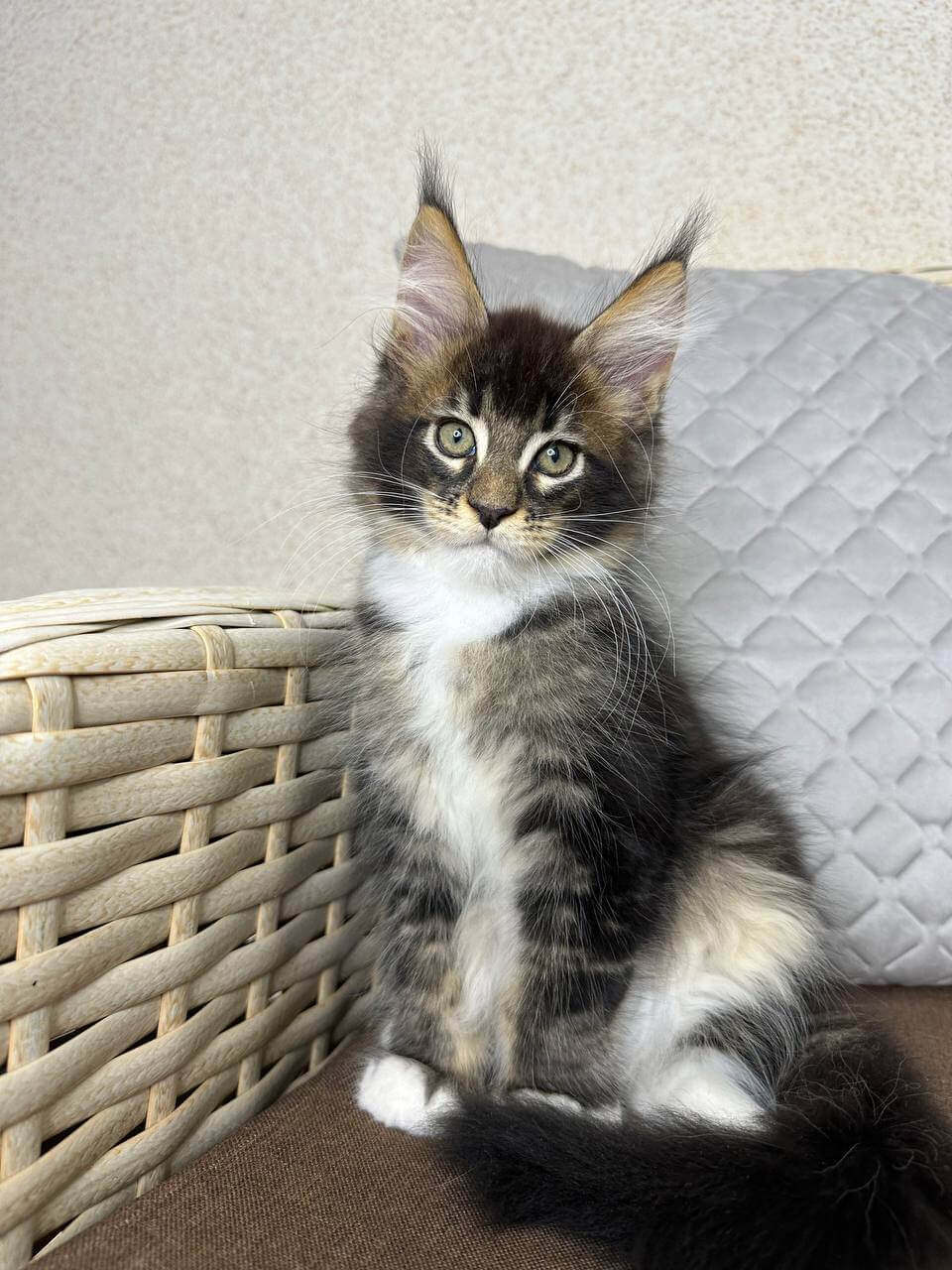 Y’Geralt Maine Coon Male (Available) $2900