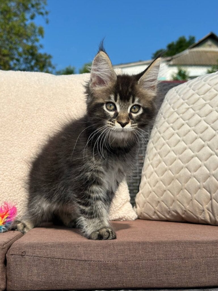 Yennefer Maine Coon Female (Available) $2800