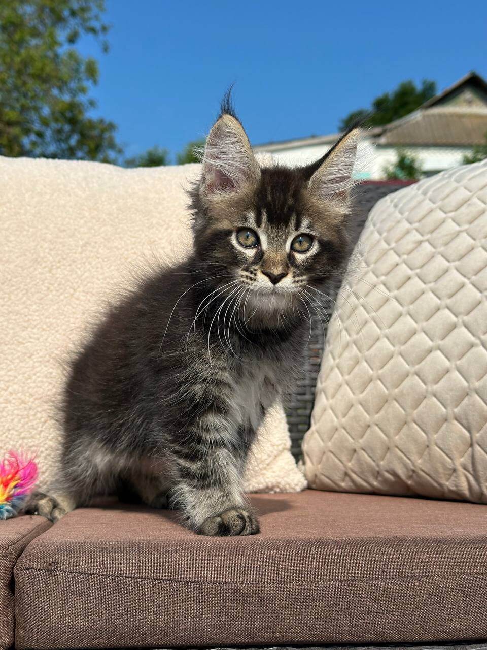 Yennefer Maine Coon Female (Available) $2800