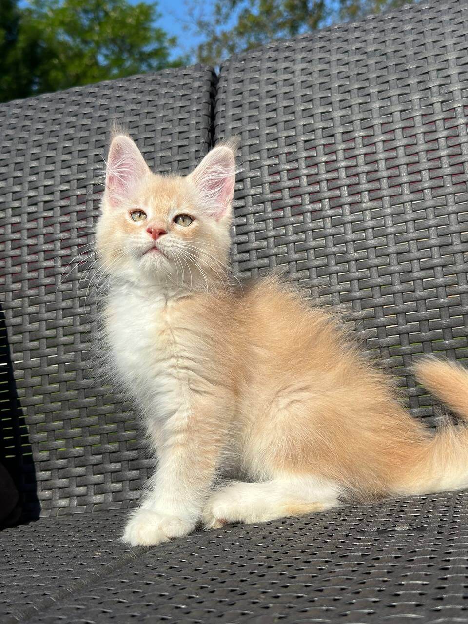 R’Mon Amour Maine Coon Male (Available) $2800