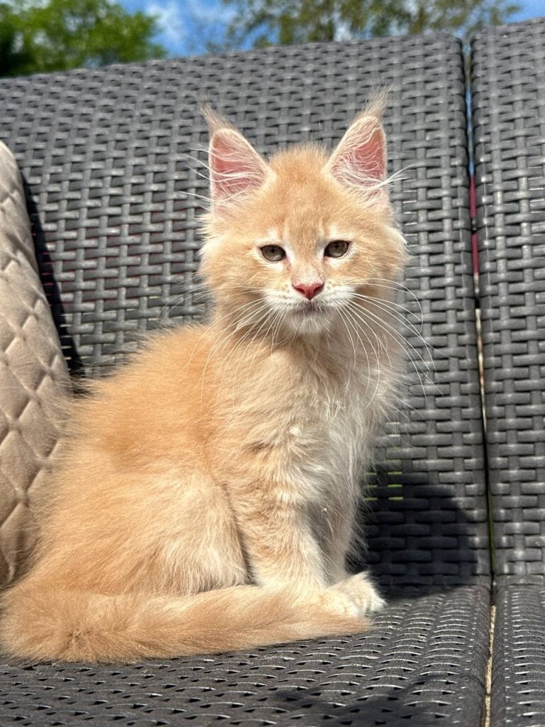 R’Sherlock Maine Coon Male (Available) $2800