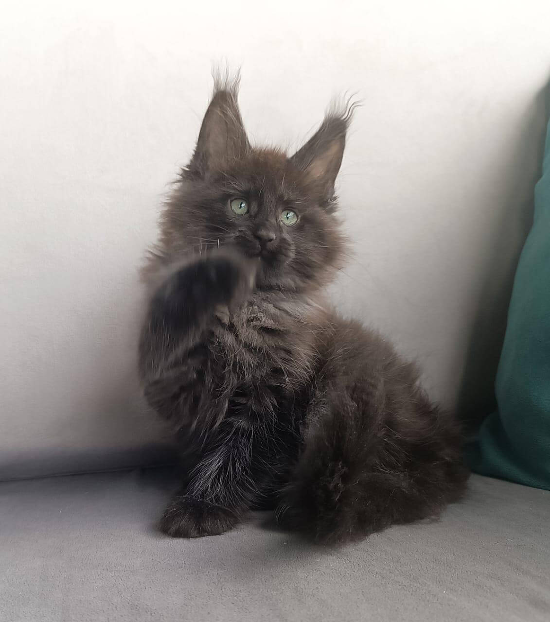 Cimus Maine Coon Male (Available) $3150